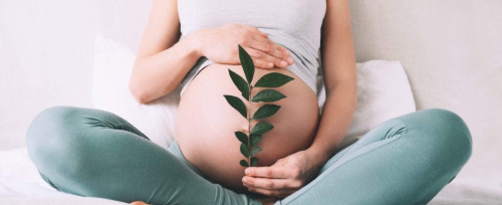 pregnant_woman_holds_green_sprout_plant_near_her_b_2023_11_27_05 1